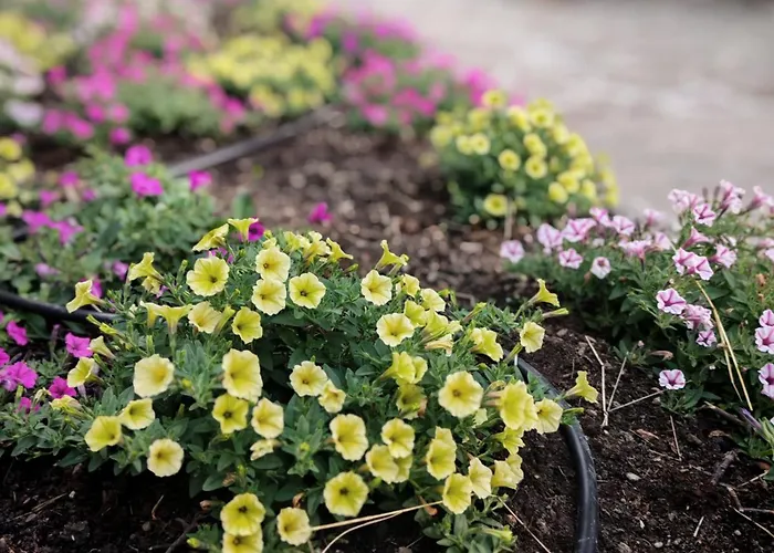 Terrazza Bloom Lägenhet