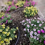 Terrazza Bloom * بييفي دي كادوري